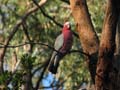 Galah